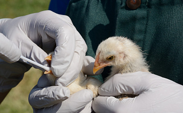 Птичий грипп у людей: как передается, чем опасен и как его лечить